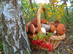 Про грибы и ягоды: как не отравиться?